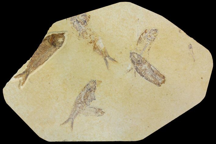 Fossil Fish (Knightia) Plate - Green River Formation #119490